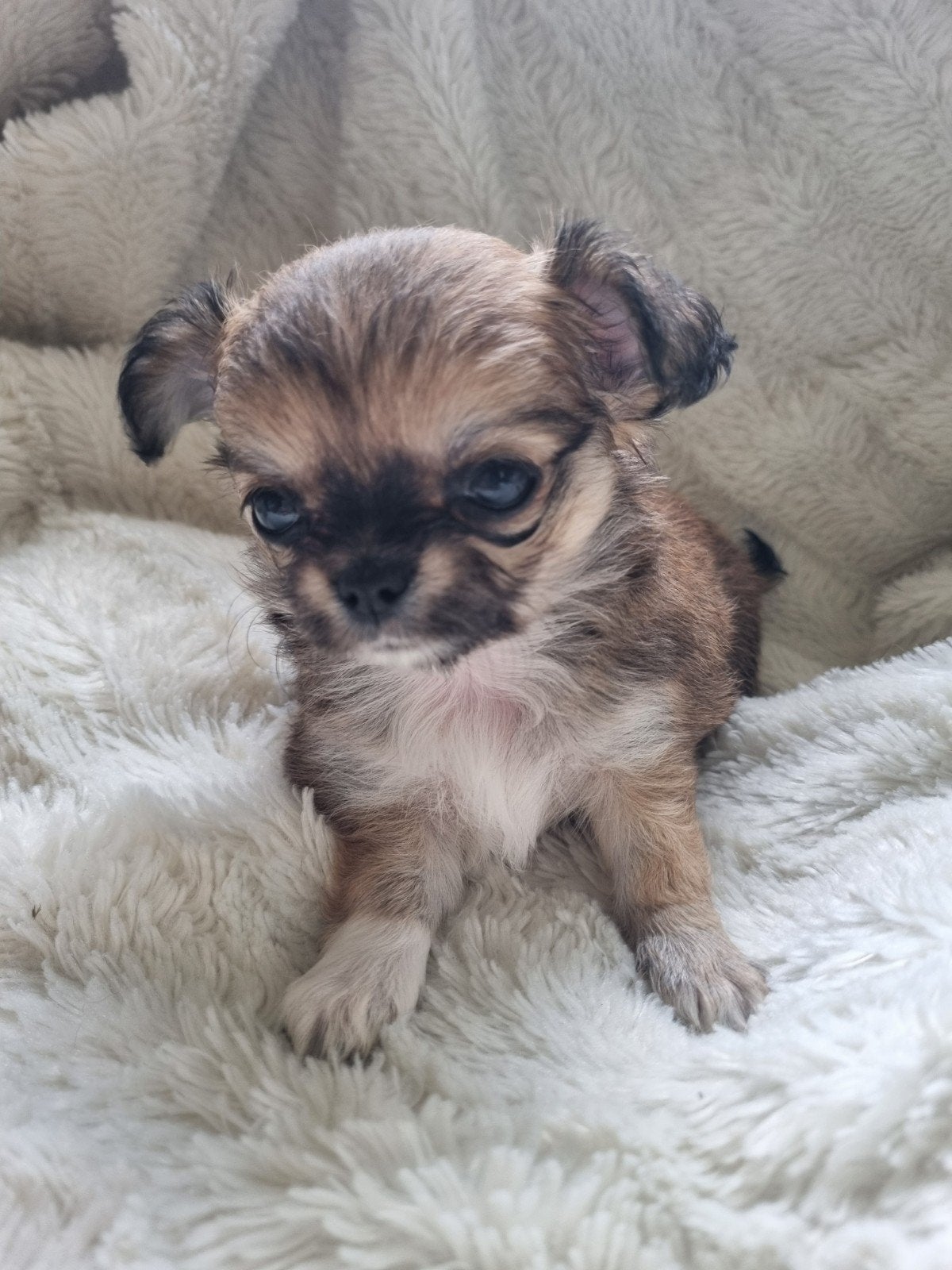 prachtig langhaar chihuahua teefje beschikbaar, 8 tot 15 weken, Teef, Meerdere, Chihuahua