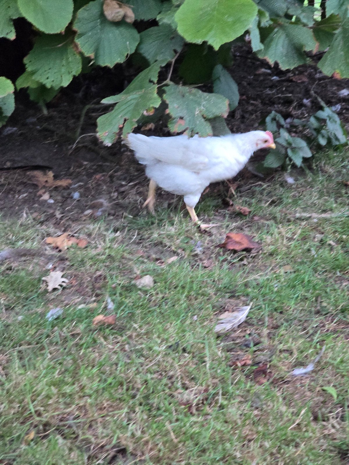 Jong haantje witte leghorn x blue de lande
