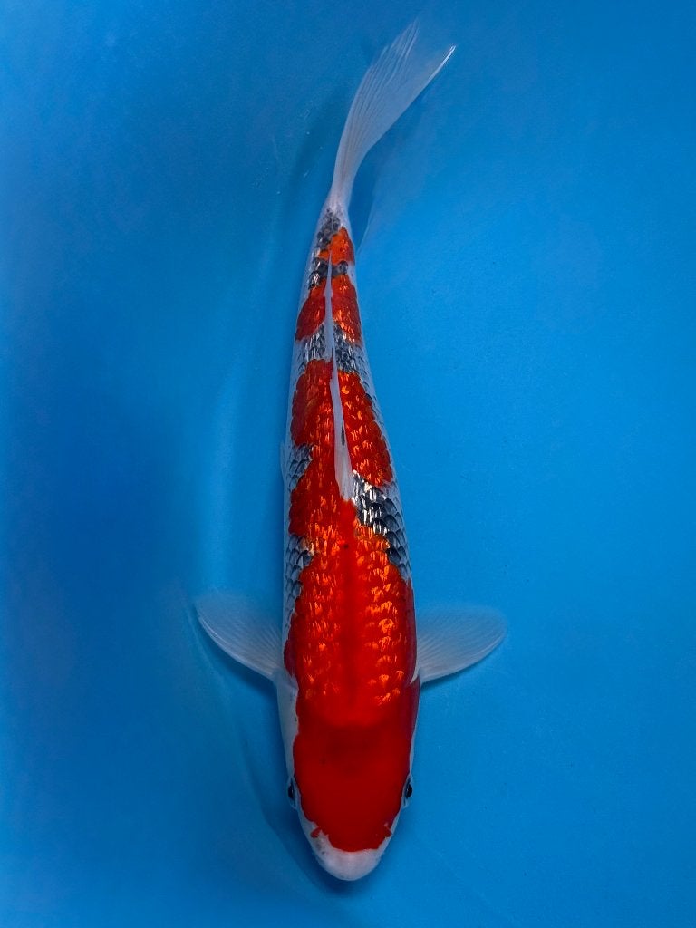 Jumbo Tosai Ginrin Goshiki 25-30cm Conias, Dieren en Toebehoren, Vissen | Vijvervissen, Karper of Koi