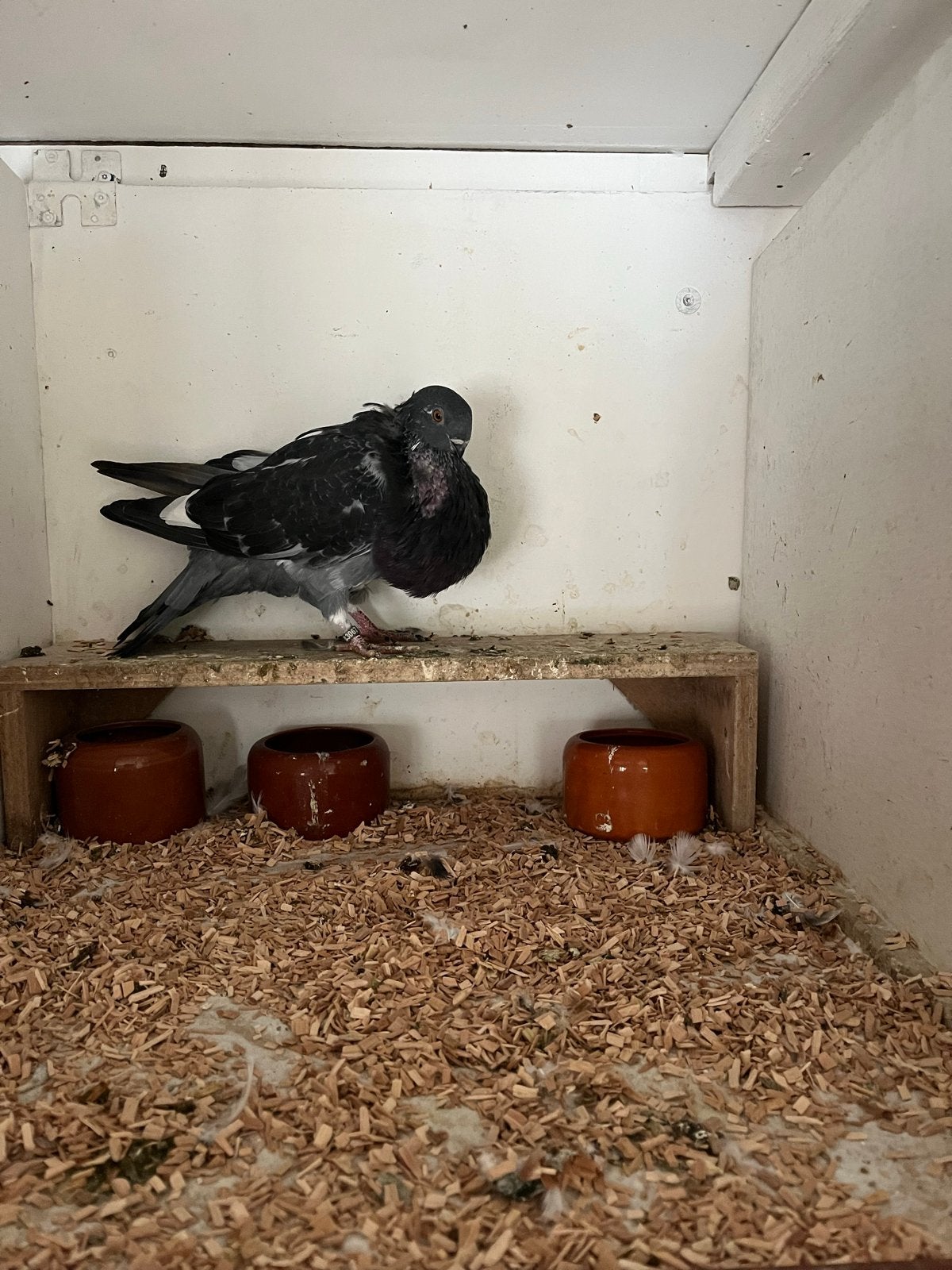 Canario kropper doffer 2026, Dieren en Toebehoren, Mannelijk, Kropper