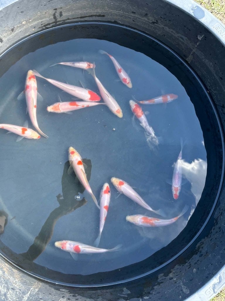 15x Kohaku, Tancho & Tancho Kohaku – Eigen Kweek, Dieren en Toebehoren, Karper of Koi