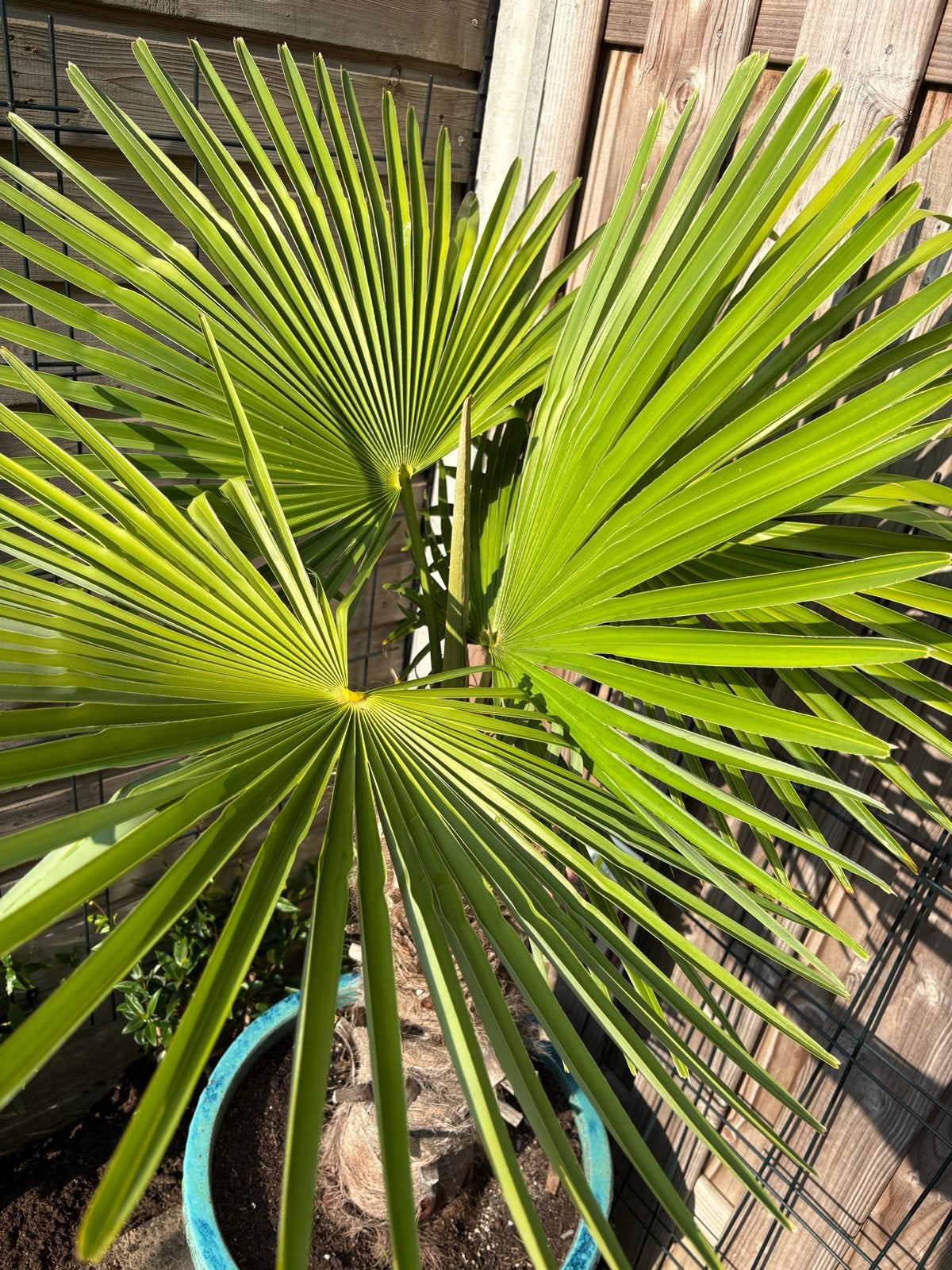 Trachycarpus Fortunei (Hennep Palm) - 1m75 hoog, Tuin en Terras, Planten | Tuinplanten, Vaste plant, Overige soorten, Volle zon
