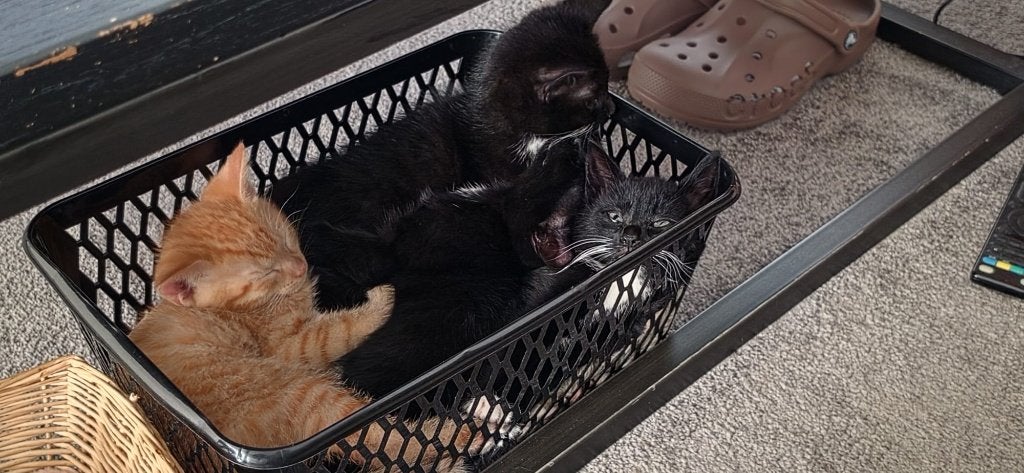 Kittens te koop-sociaal lief en speels, Dieren en Toebehoren, Katten en Kittens | Overige Katten, Meerdere dieren, Kortharig, 0 tot 2 jaar