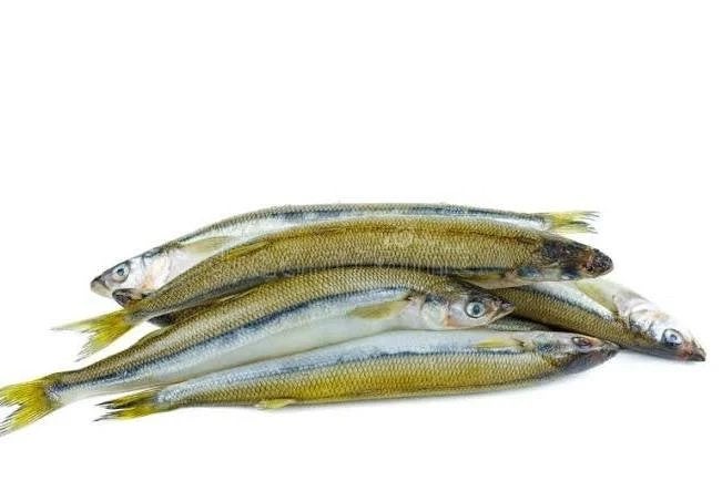 Gevraagd levende spiering, Dieren en Toebehoren, Vissen | Aquariumvissen