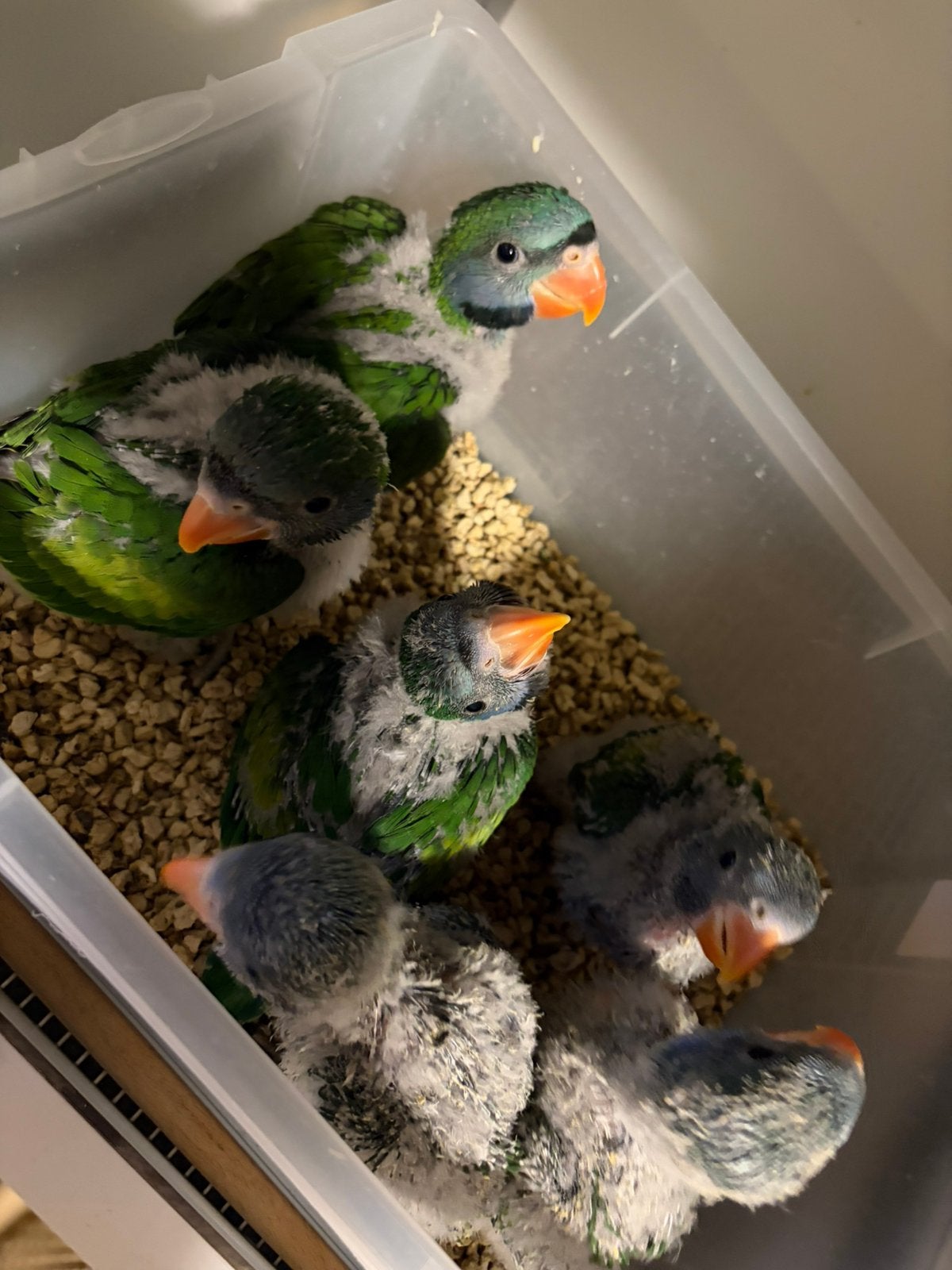 Supertam Derbyan’s (Lord Derby's), Dieren en Toebehoren, Vogels | Parkieten en Papegaaien, Geringd