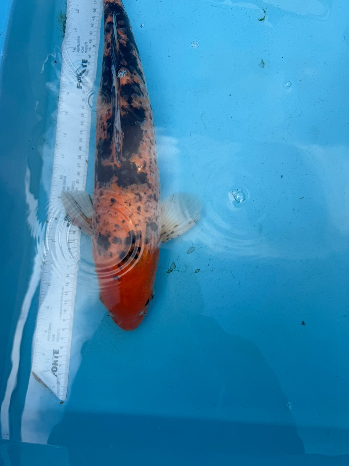 Hi Utsuri koi, Dieren en Toebehoren, Karper of Koi