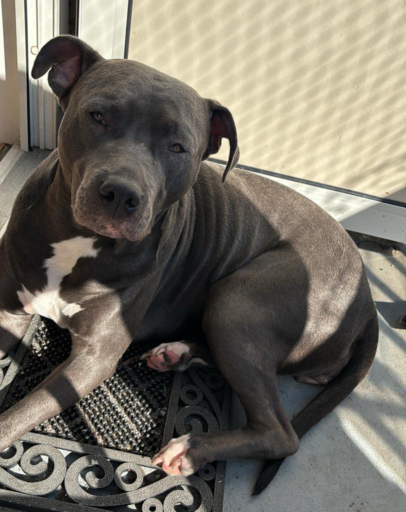 Amerikaanse stafford, Dieren en Toebehoren, Honden | Bulldogs, Pinschers en Molossers, Overige rassen, Teef, Parvo, Eén hond