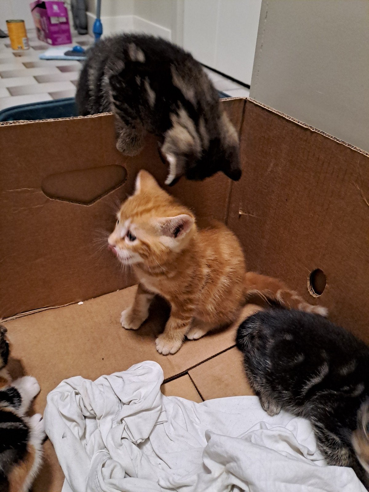 KITTENS vanaf 3 oktober beschikbaar, Meerdere dieren