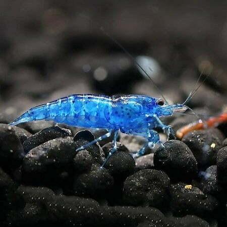 Blue dream shrimp aquarium