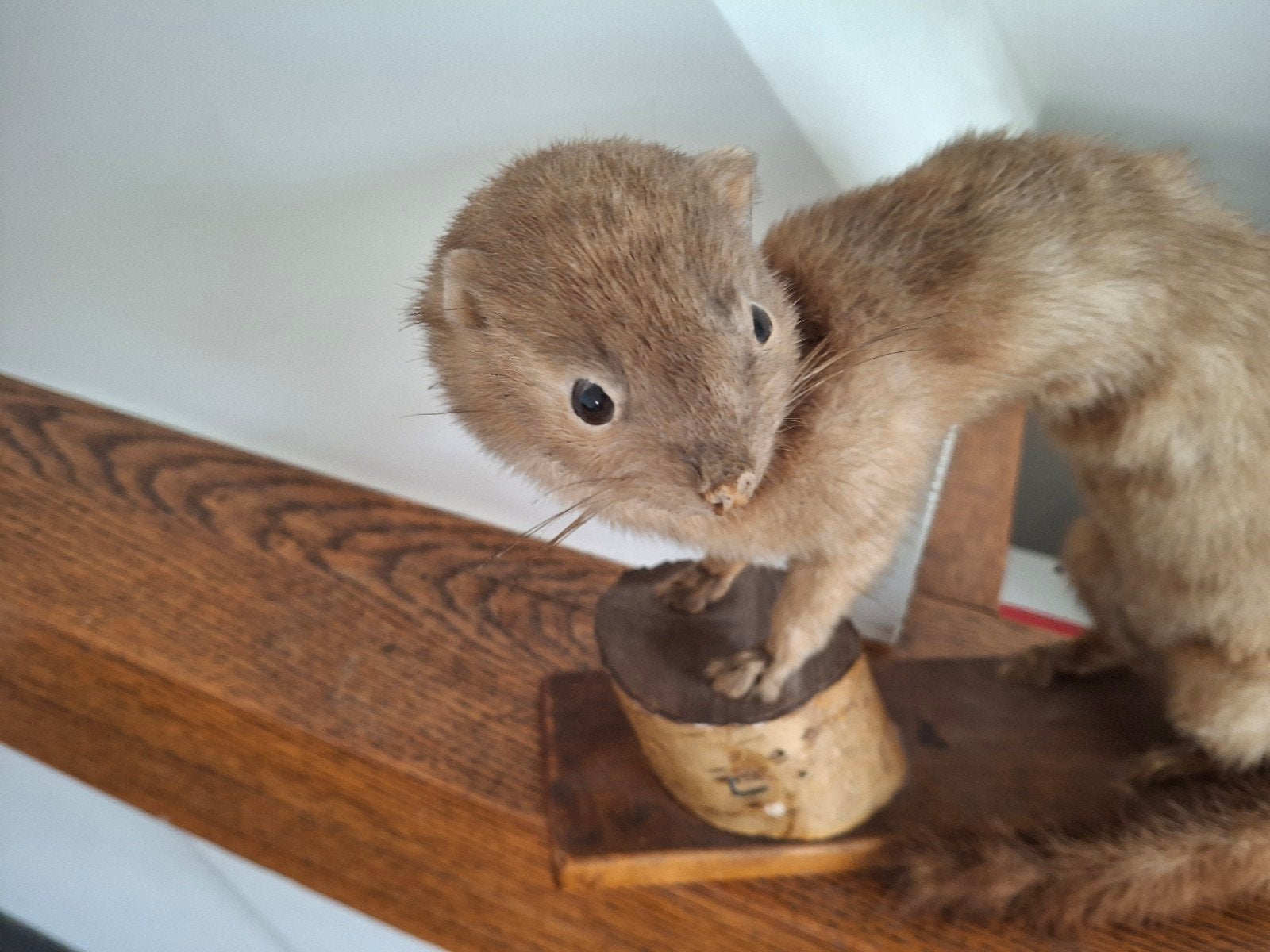 Opgezette wezel - Uniek decoratiestuk, Verzamelen, Ophalen, Gebruikt, Wild dier, Opgezet dier