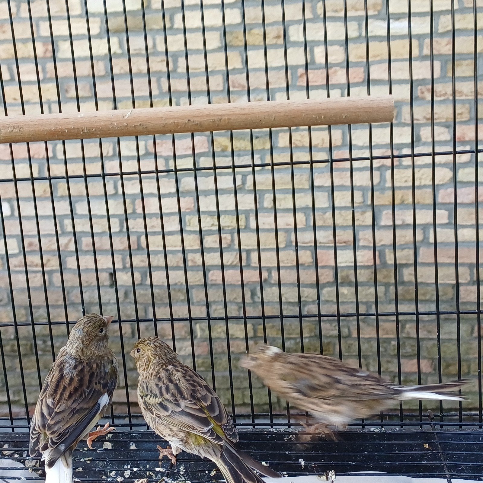 agaat/bont, Dieren en Toebehoren, Vrouwelijk, Kleurkanarie