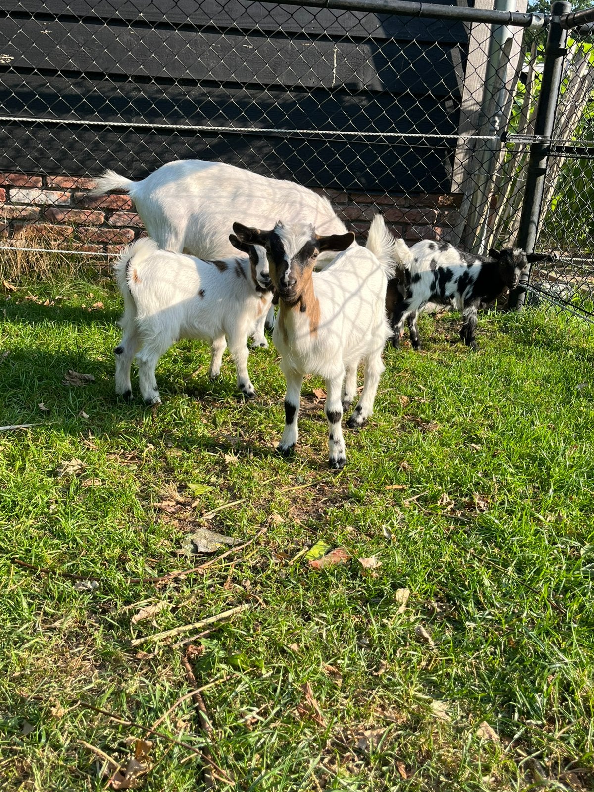 Jonge dwerggeit geit, Dieren en Toebehoren, Schapen, Geiten en Varkens, Vrouwelijk, Geit, 0 tot 2 jaar