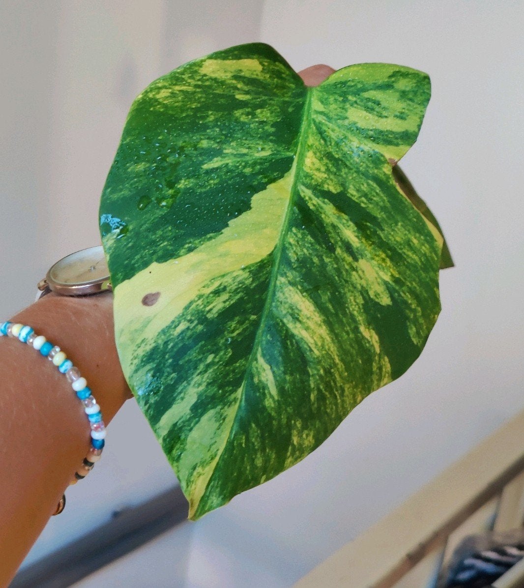 Monstera Aurea yellow variegata stek, Huis en Inrichting, Kamerplanten, Ophalen, Halfschaduw, Minder dan 100 cm