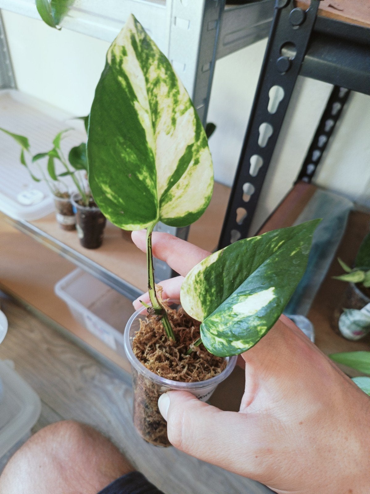 Epipremnum bumpy, Ophalen of Verzenden