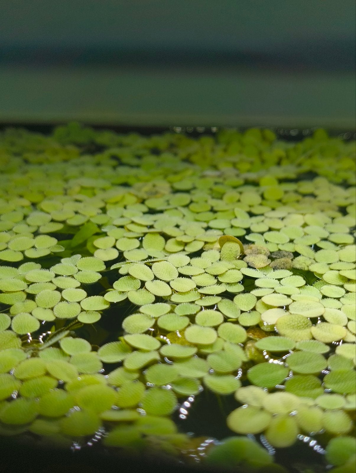 Salvinia drijfplant, Dieren en Toebehoren, Overige typen, Zoetwatervis