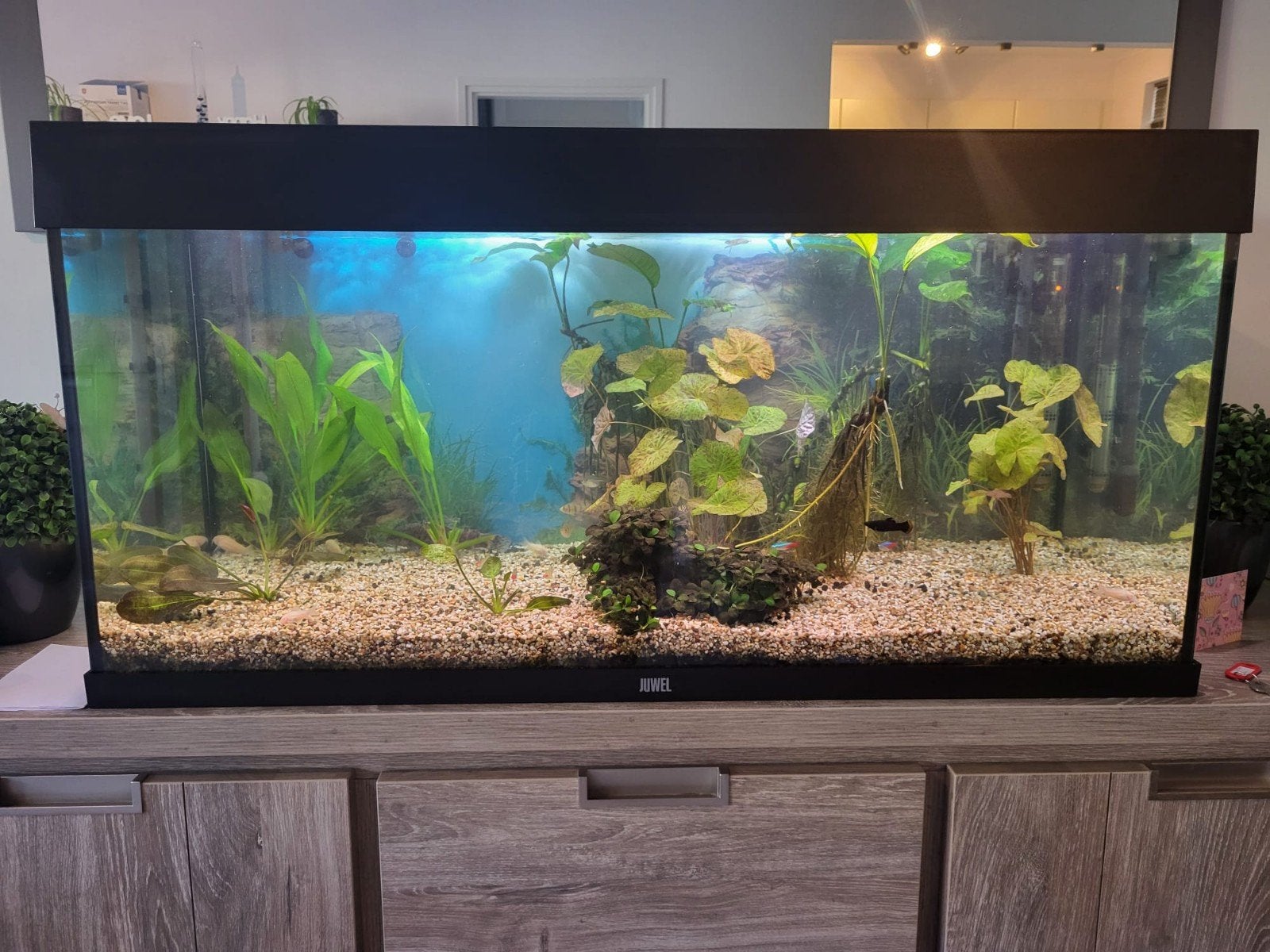 Juwel rio 180 incl toebehoren .Moet weg !!!!!, Dieren en Toebehoren, Vissen | Aquaria en Toebehoren, Ophalen, Gevuld zoetwateraquarium