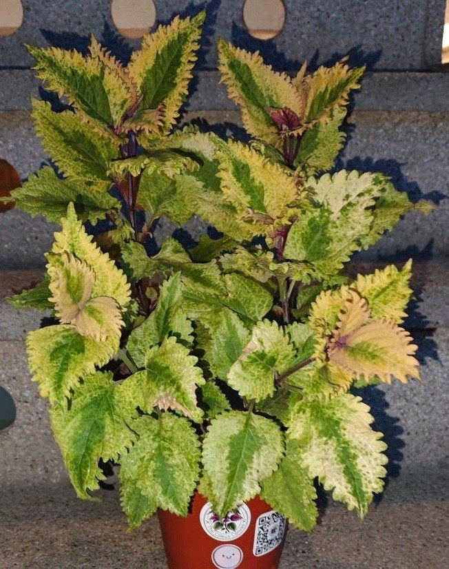 Grote coleus siernetel, Ophalen, Overige soorten, Volle zon