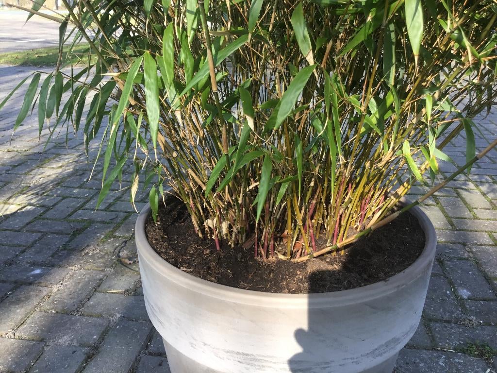 Basalt stenen sierpot 45 liter + Fargesia Robusta Formidable, Volle zon, Vaste plant, Bloeit niet, Ophalen