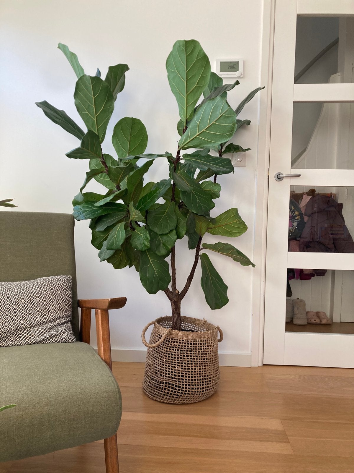Ficus lyrata/ vioolbladplant, Huis en Inrichting, Ophalen of Verzenden