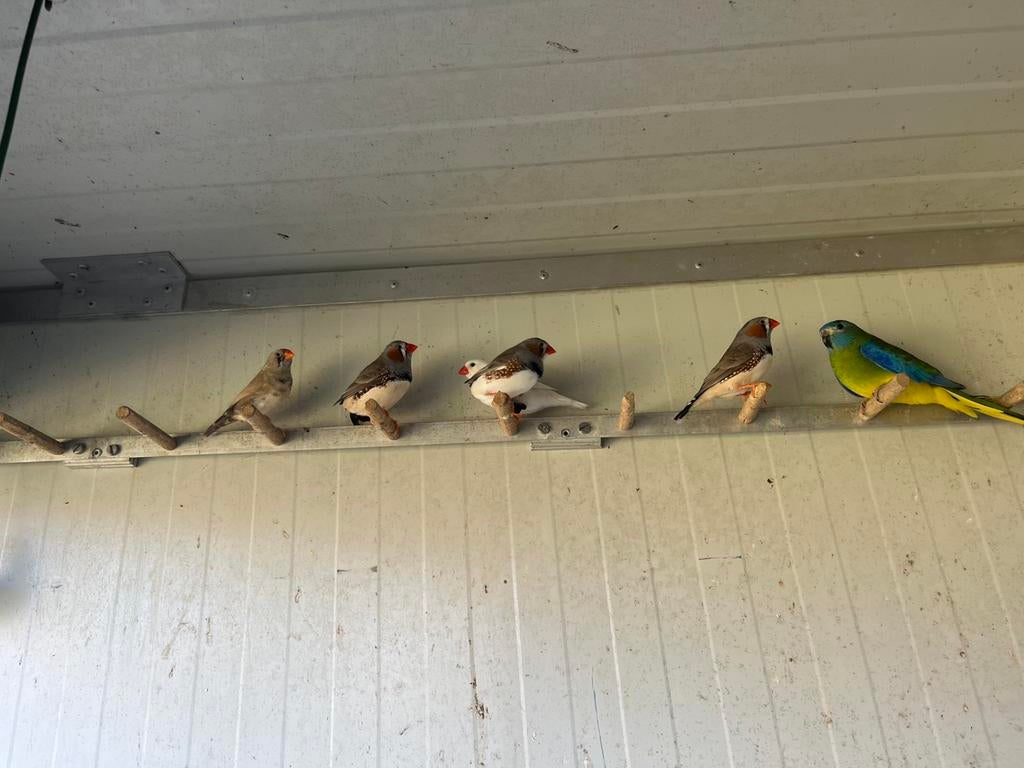 Zebravinken /mannetjes uitzoeken 4 euro per stuk, Dieren en Toebehoren, Vogels | Duiven, Mannelijk, Overige soorten