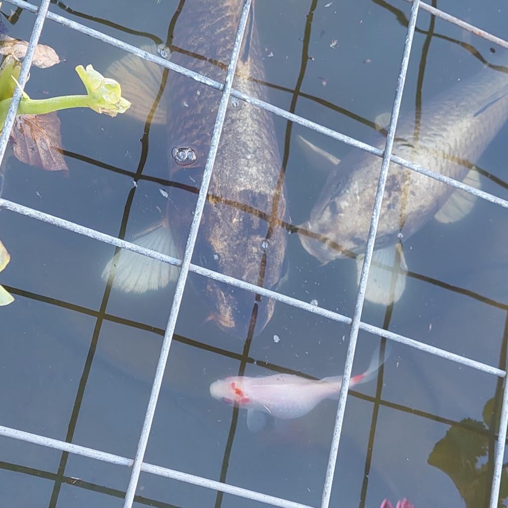 Kois zoeken  nieuwe vijver, Tuin en Terras, Vijvers, Ophalen, Nieuw