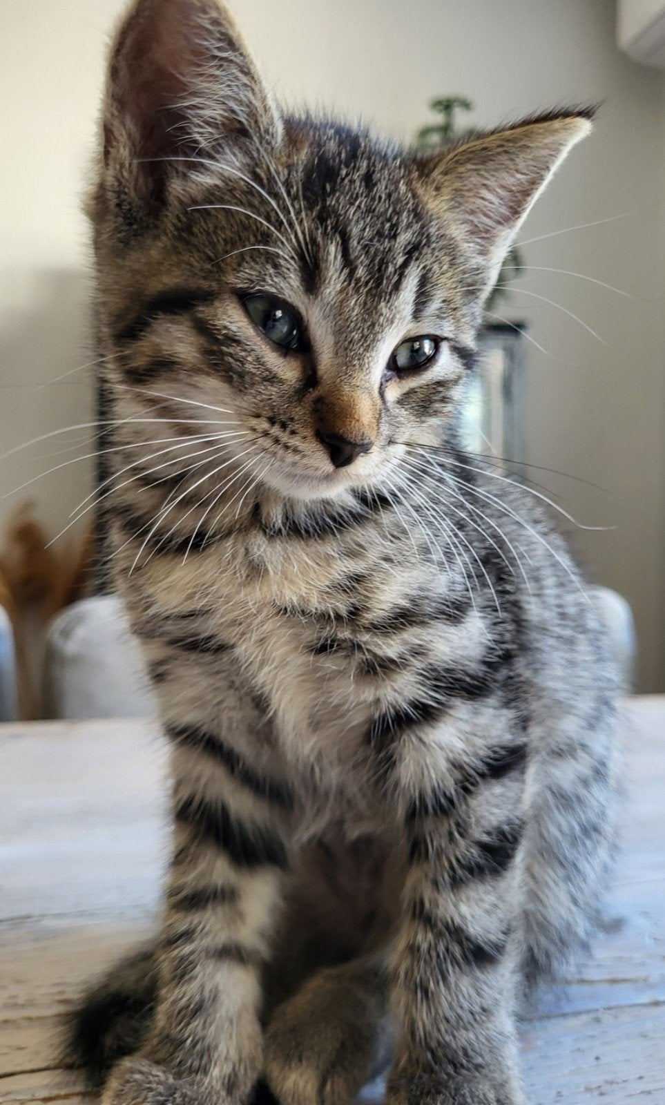Schitteren 50% Ragdoll kittens, mogen  nu verhuizen, Kater, Ontwormd, 0 tot 2 jaar