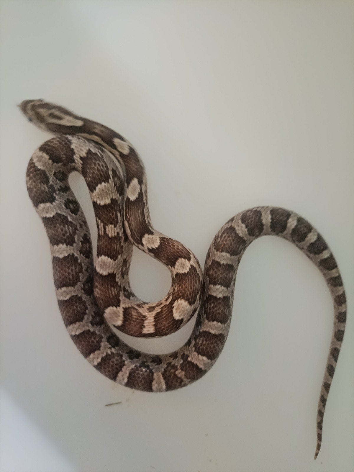 jonge rattenslangen Rat Snake photo 6