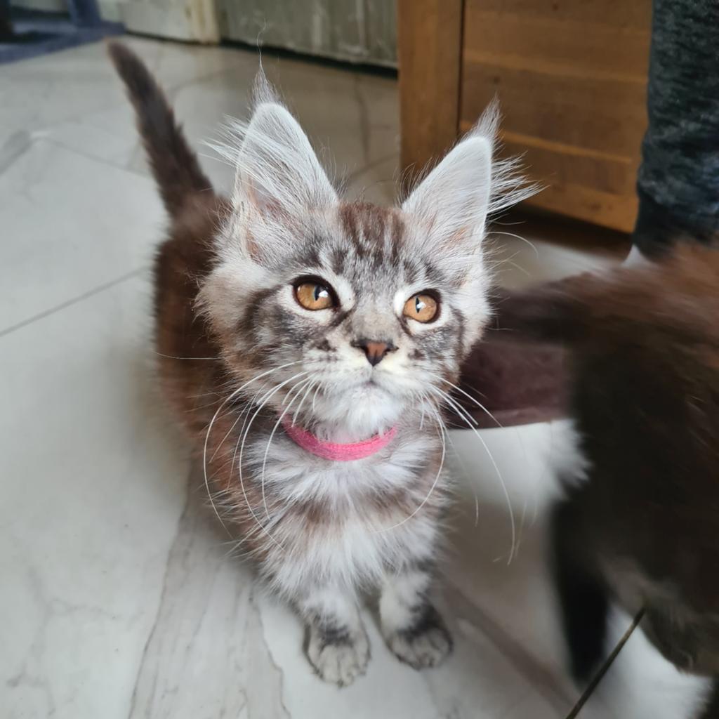 Maine coon kittens , mogen meteen verhuizen, Meerdere dieren, Ontwormd, 0 tot 2 jaar
