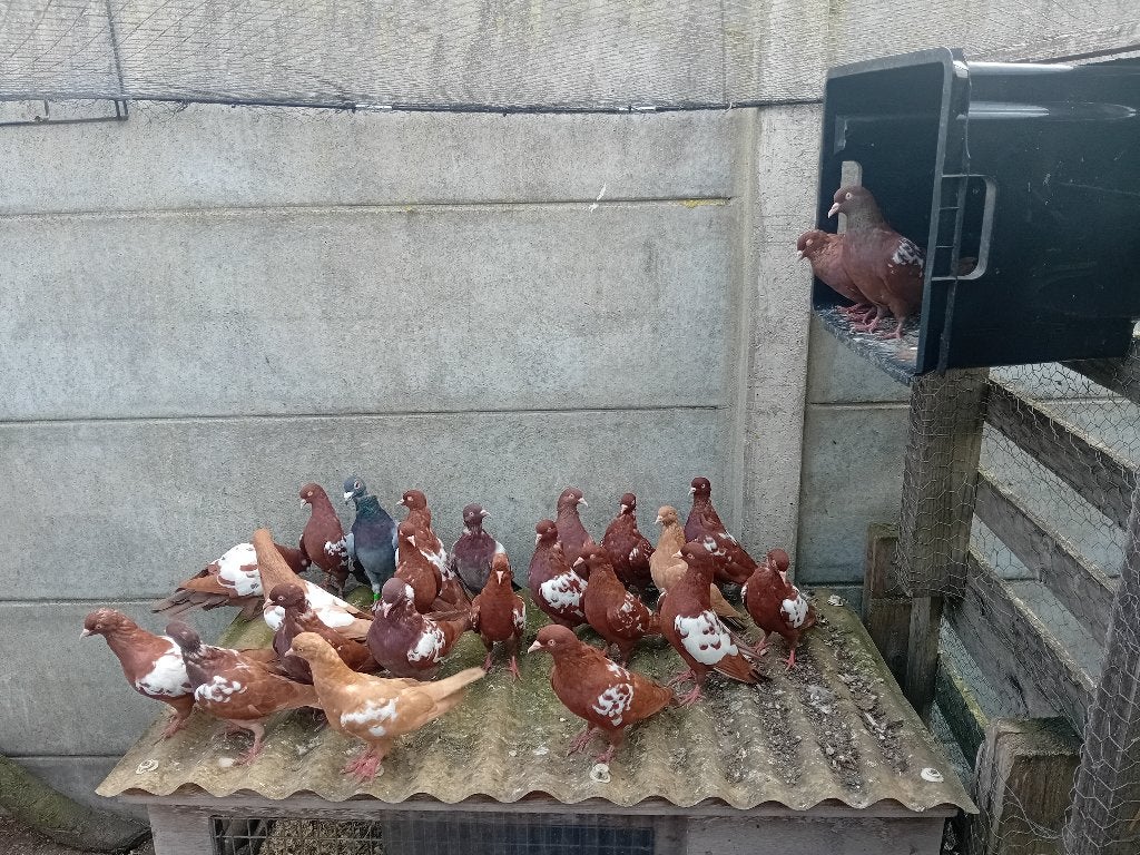 Groep Nederlands hoogvliegers, Meerdere dieren, Overige soorten