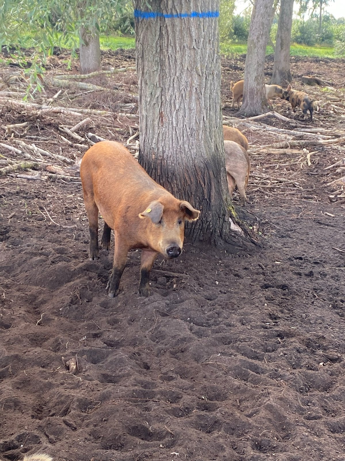 Varkens te koop, Meerdere dieren, Varken, 3 tot 5 jaar