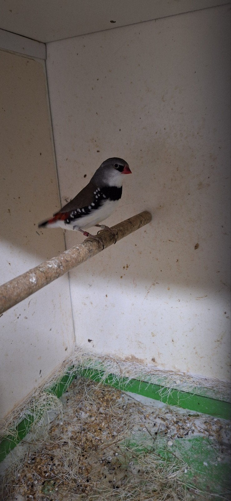 Koppel diamantvinken, Dieren en Toebehoren, Vogels | Overige Vogels, Meerdere dieren, Geringd