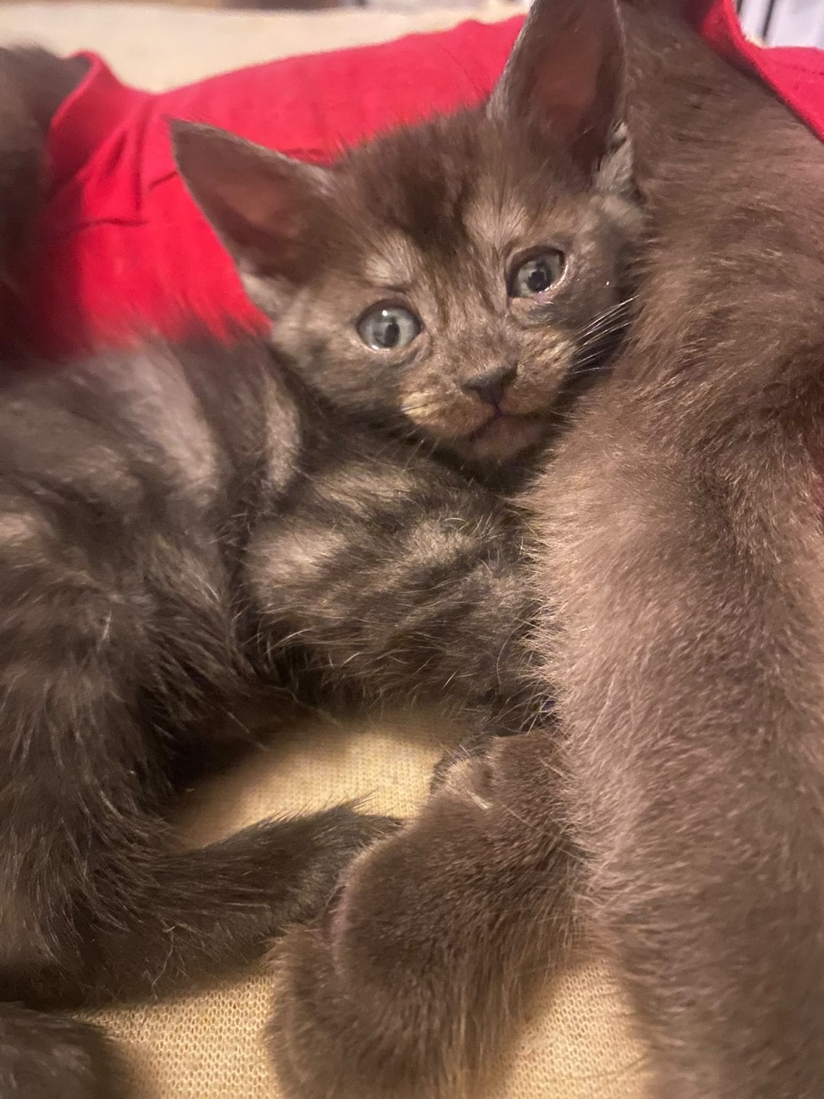 Kittens, 0 tot 2 jaar