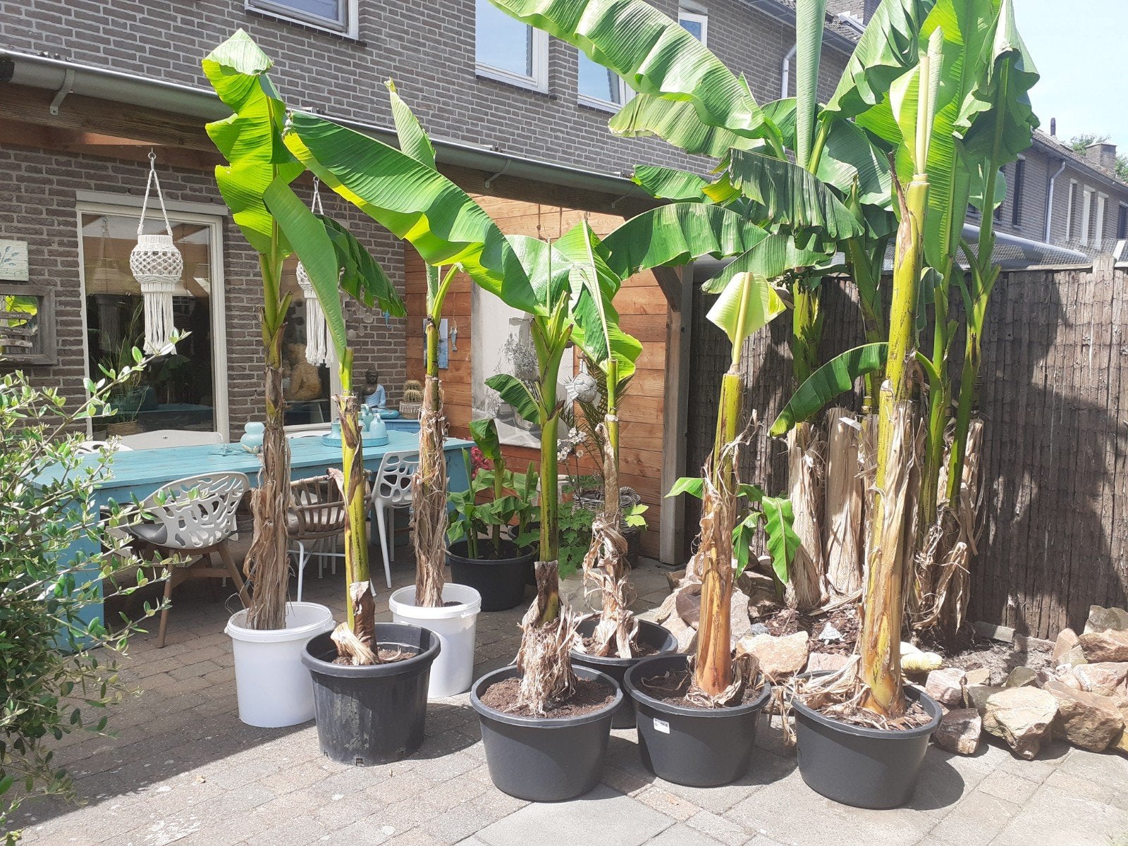 Prachtige Musa Basjoo Bananenbomen/ bananenplanten, Tuin en Terras, Ophalen, Volle zon, Vaste plant, Zomer