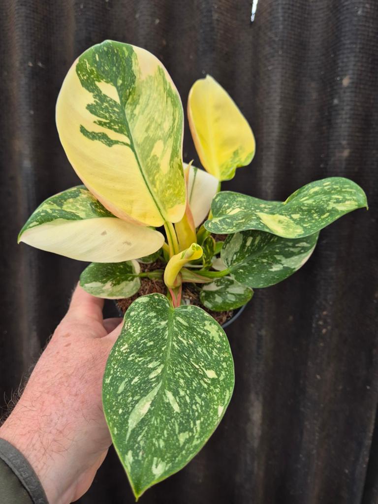 Philodendron Green Congo Variegata p14 (4)