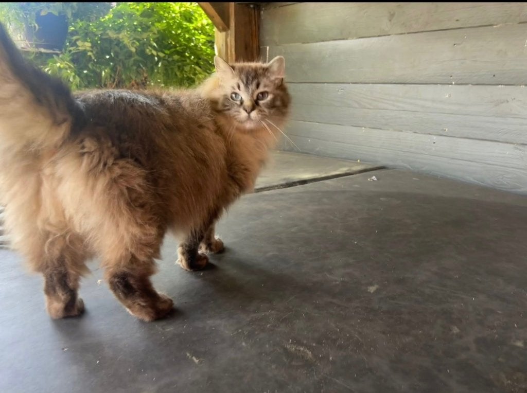 Prachtige seal lynx mink herplaatser, Dieren en Toebehoren, Katten en Kittens | Raskatten | Langhaar, Poes, 3 tot 5 jaar, Met stamboom