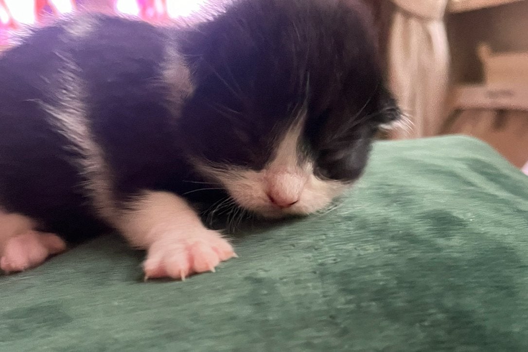 Kittens, Meerdere dieren, Ontwormd, 0 tot 2 jaar