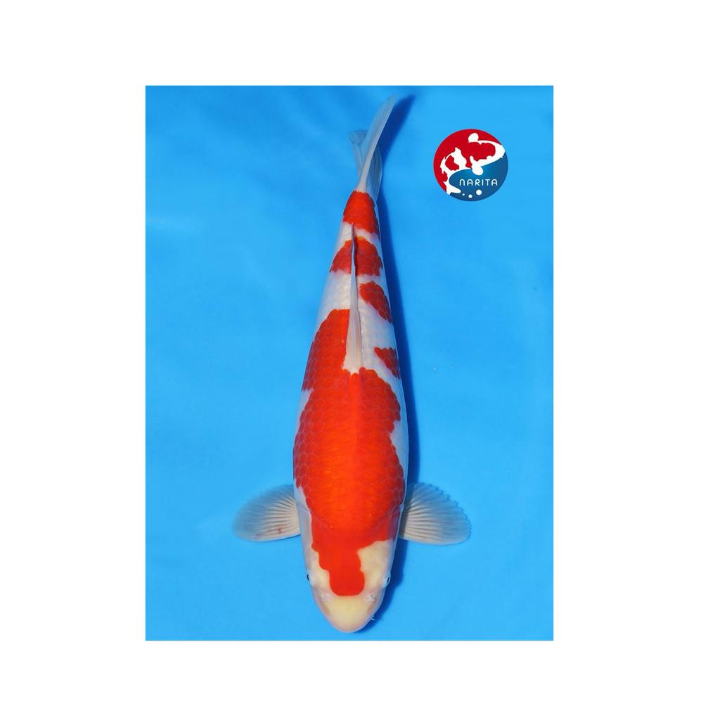 HQ kohaku hoshikin 2y female koifarm japanse koi, Dieren en Toebehoren, Vissen | Vijvervissen, Karper of Koi