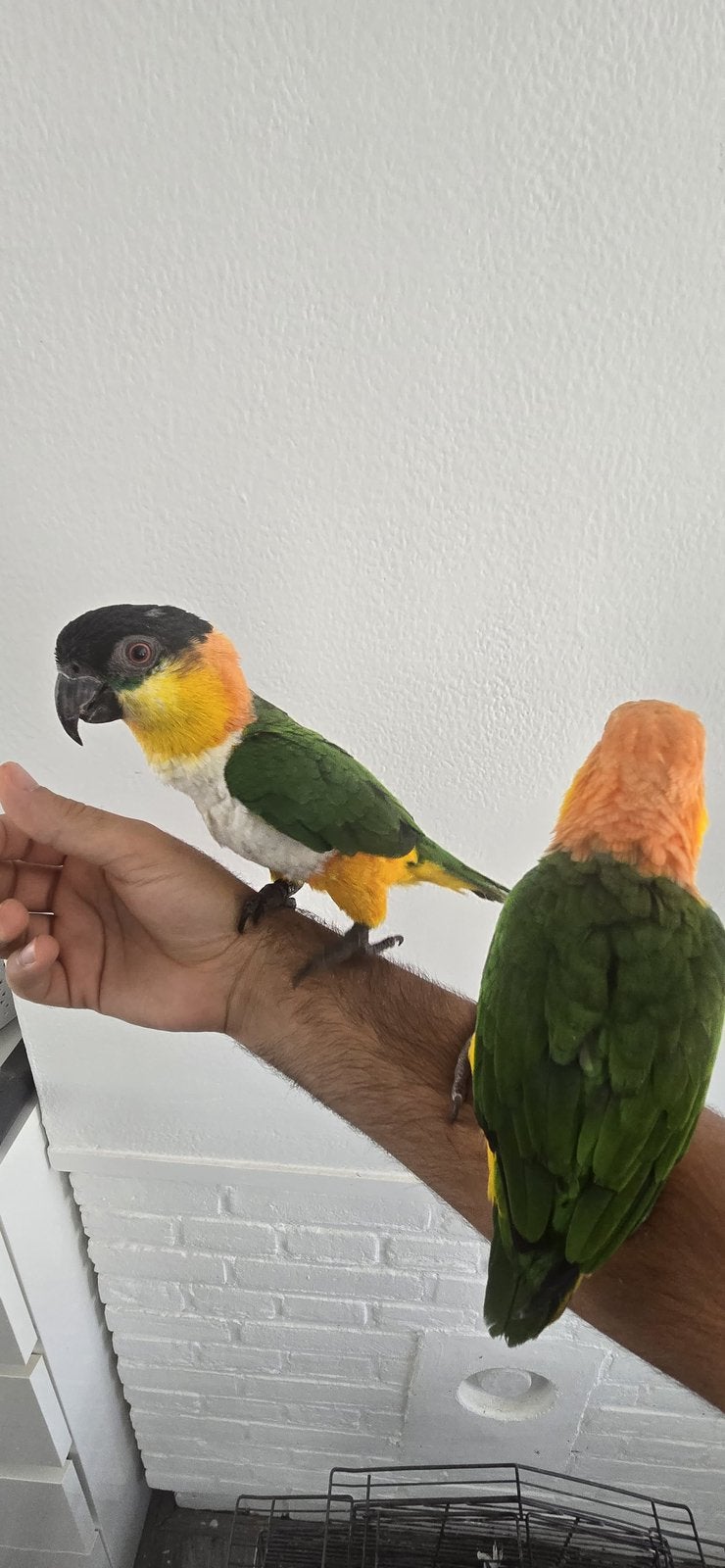 Lief tam Caique-koppel te koop, Meerdere dieren, Papegaai, Tam