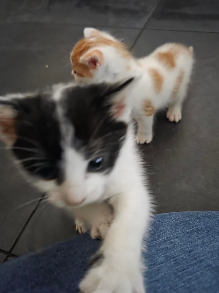 4 lieve kittens, Dieren en Toebehoren, Katten en Kittens | Overige Katten