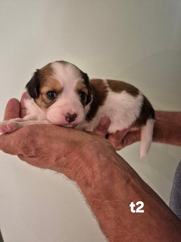 Prachtige  Kooikerhondje puppy's / Kooiker pups, Kooikerhond, Parvo, Overige rassen, 8 tot 15 weken, Meerdere