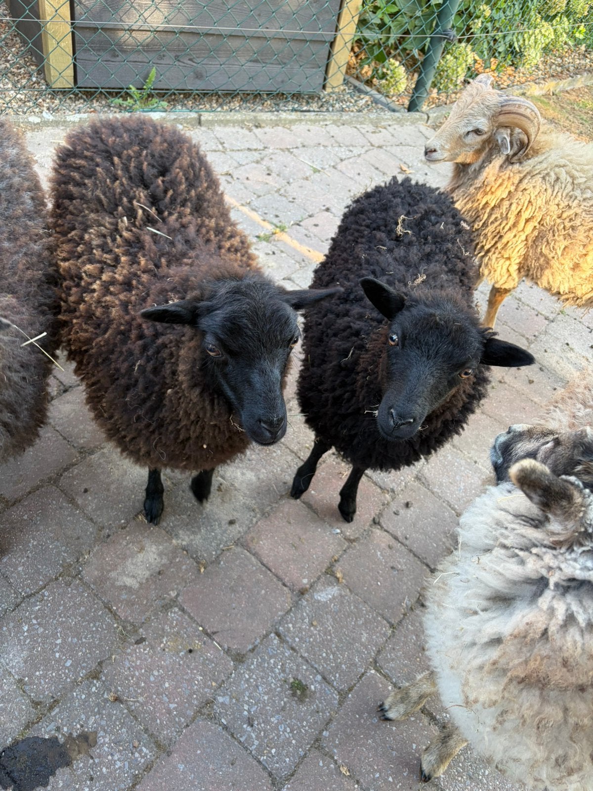 Ouessant ooi lammetjes en evt volwassen ooi, Vrouwelijk, Schaap
