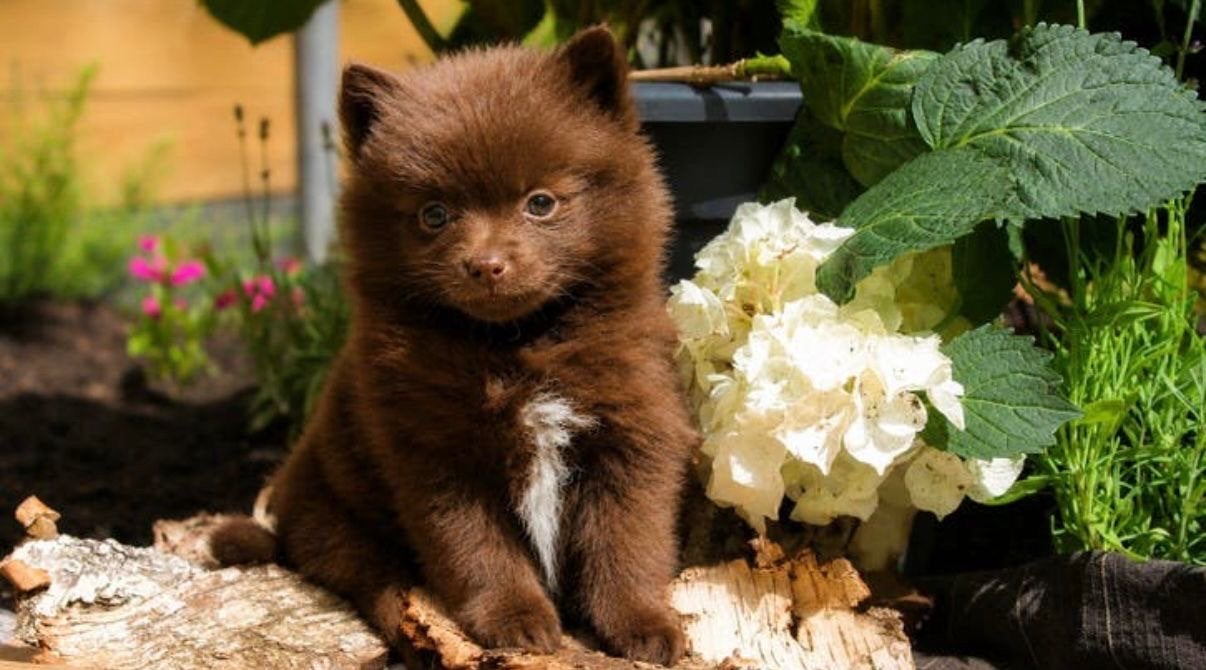 Pomeriaan x dwergkees, Parvo, Keeshond, Reu, 8 tot 15 weken