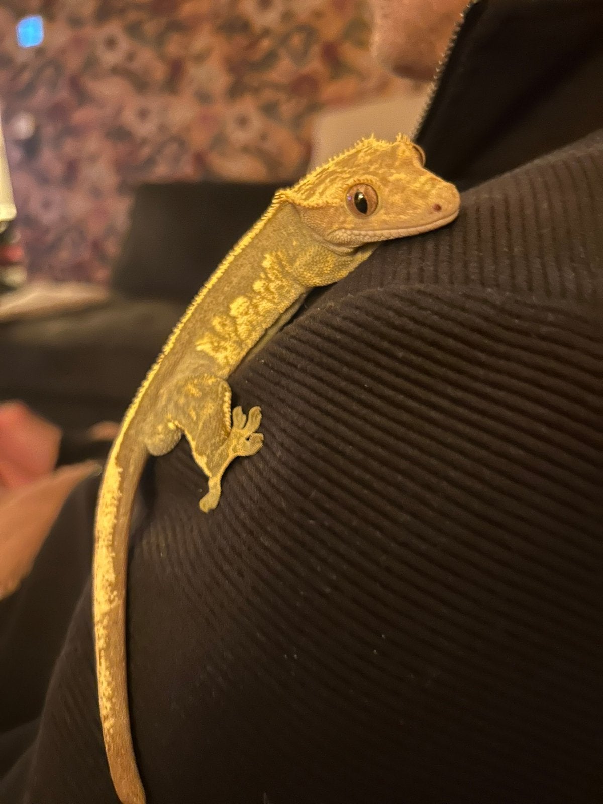 Wimpergekko man, Hagedis, 0 tot 2 jaar
