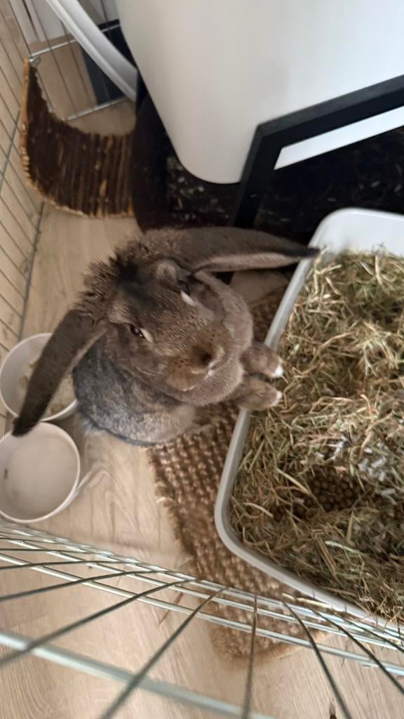 Lief konijntje (voedster) zoekt een nieuw thuis ❤️, Dieren en Toebehoren, Konijnen, Meerdere dieren, Klein, Hangoor, 0 tot 2 jaar