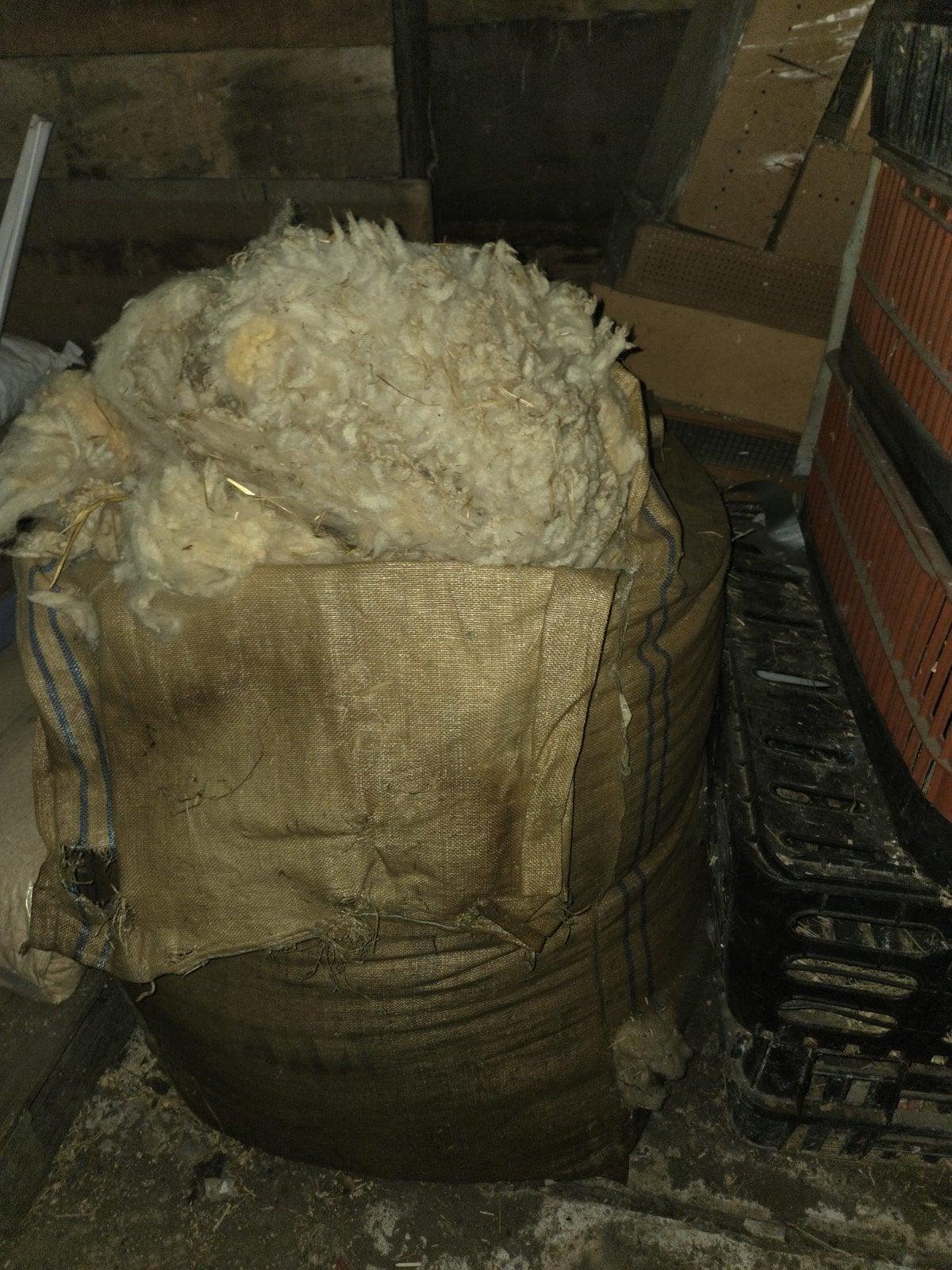 Schapenwol, Meerdere dieren, Schaap