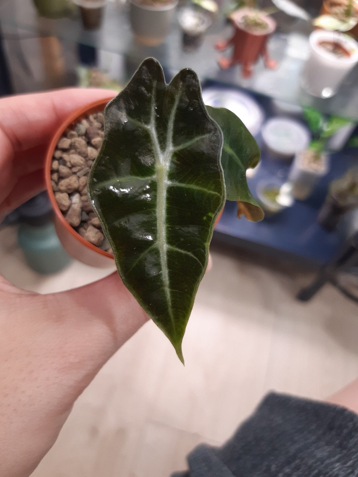 alocasia polly pup, Ophalen of Verzenden, Halfschaduw, Minder dan 100 cm