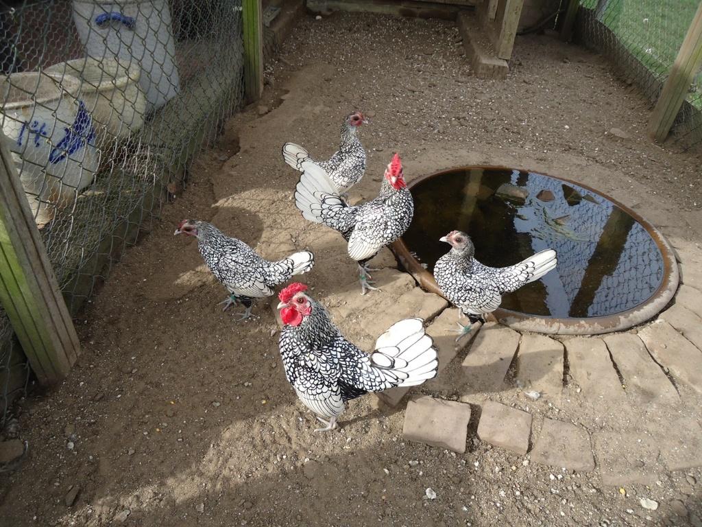 Sebright krielkippen volop aan de leg, Dieren en Toebehoren, Pluimvee, Meerdere dieren, Kip