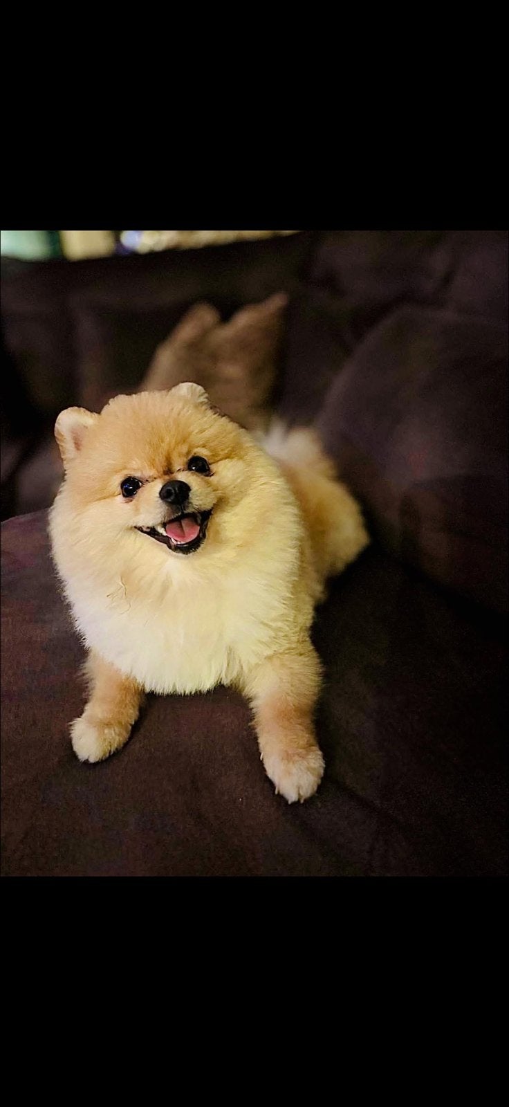 Nilles de pomeriaan, 1 tot 2 jaar, Parvo, Eén hond, Nederland