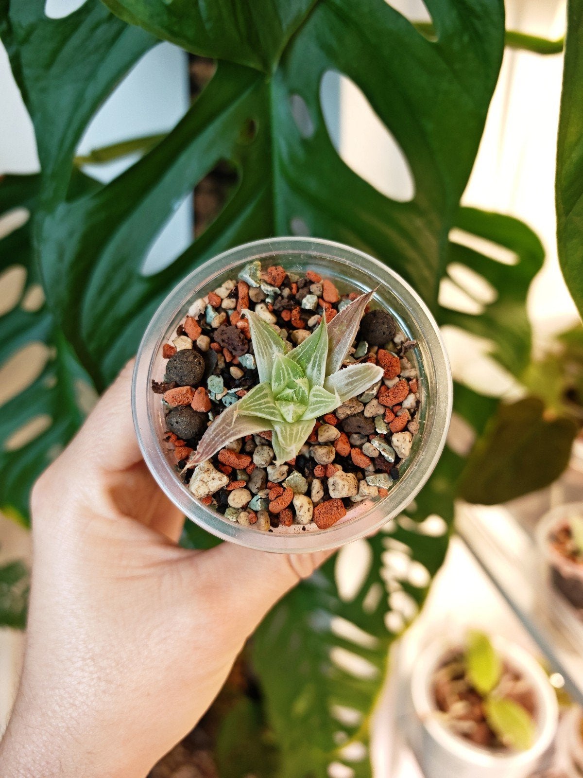 Haworthia 'Grey ghost' succulent #2, Ophalen of Verzenden, Halfschaduw, Minder dan 100 cm