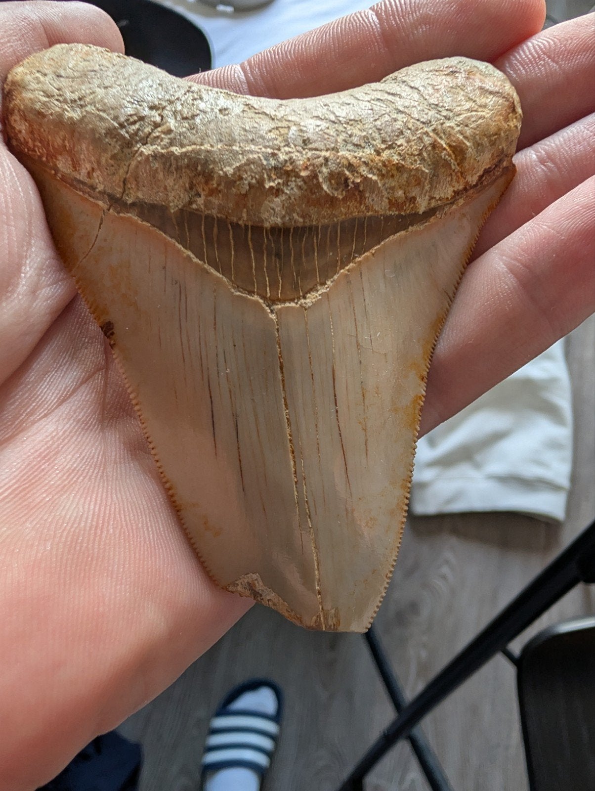 Enorme Megalodon Haaietand - Indrukwekkend Fossiel, Verzamelen, Ophalen of Verzenden, Fossiel